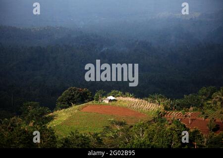 Landwirtschaftliche Nutzflächen in Minahasa, Nord-Sulawesi, Indonesien. Stockfoto