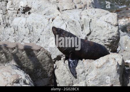 Neuseeländischer Seebär / Neuseeländischer Seehund / Arctocephalus forsteri Stockfoto