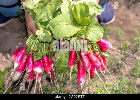 Bio-Gemüse in den Händen der Bauern. Frisch geerntete Gartenprodukte. Stockfoto