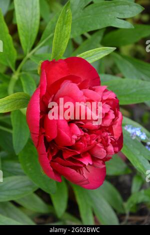 Paeonia Officinalis Rubra Plena Cambridge, Großbritannien, rein schöner und friedlicher Blumenraum Stockfoto