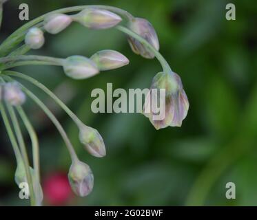 Sizilianischen Honig Knoblauch, Cambridge UK, rein schönen und friedlichen Blumenraum Stockfoto