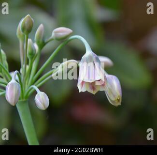 Sizilianischen Honig Knoblauch, Cambridge UK, rein schönen und friedlichen Blumenraum Stockfoto