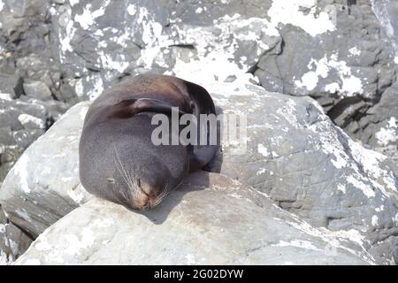 Neuseeländischer Seebär / Neuseeländischer Seehund / Arctocephalus forsteri Stockfoto