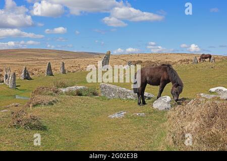 Dartmoor Ponys Mitten im Scorhill Stone Circle Dartmoor VEREINIGTES KÖNIGREICH Stockfoto