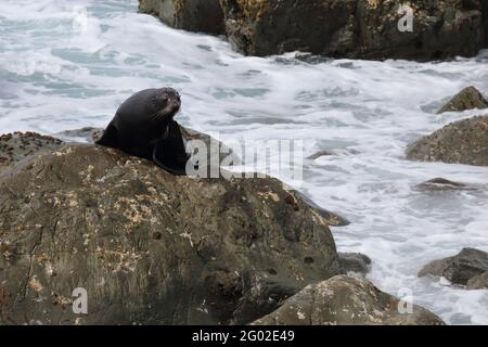Neuseeländischer Seebär / Neuseeländischer Seehund / Arctocephalus forsteri Stockfoto