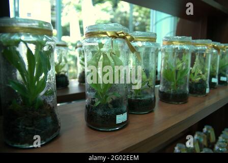 Labor für Pflanzengewebekulturen, das vom Indonesischen Institut für Wissenschaften (LIPI) in Bogor Botanical Gardens in Bogor, West Java, Indonesien, geleitet wird. Stockfoto