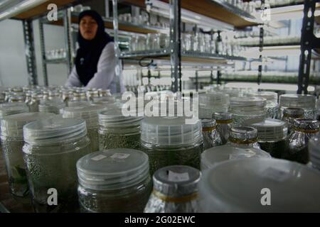 Labor für Pflanzengewebekulturen, das vom Indonesischen Institut für Wissenschaften (LIPI) in Bogor Botanical Gardens in Bogor, West Java, Indonesien, geleitet wird. Stockfoto