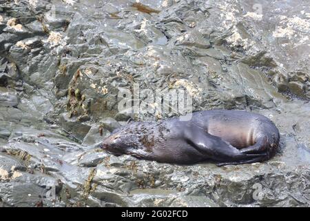 Neuseeländischer Seebär / Neuseeländischer Seehund / Arctocephalus forsteri Stockfoto