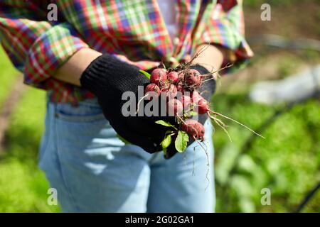 Eine junge Frau in einem Hemd hält ein paar frische rote Radieschen in ihren Händen und erntet Stockfoto