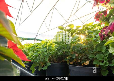 Gewächshaus mit vielen Pflanzen in Töpfen. Sin Light, Kopierraum. Verwelkte Blätter vom Boden der Pflanze. Stockfoto