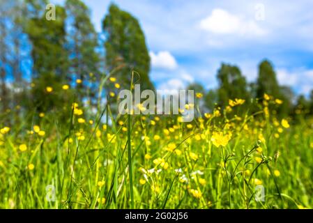 Grünes Feld mit Blumen, Wiese mit Frühlingsgras und Butterblumenblüten Stockfoto
