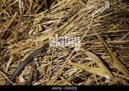 Schwarze Viper Schlange kriecht auf dem gelben Gras Stockfoto