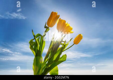 Ein Bouquet von Frühlingsbüscheln in den Strahlen der untergehenden Sonne. Stockfoto