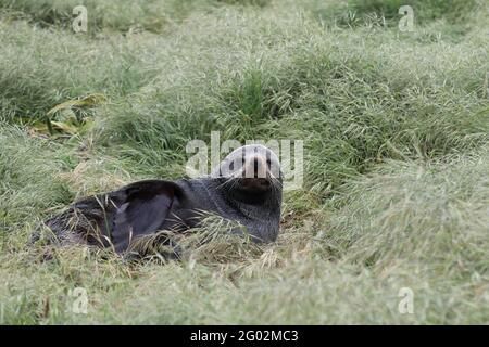 Neuseeländischer Seebär / Neuseeländischer Seehund / Arctocephalus forsteri Stockfoto