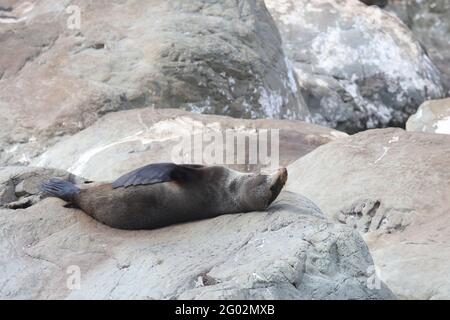 Neuseeländischer Seebär / Neuseeländischer Seehund / Arctocephalus forsteri Stockfoto