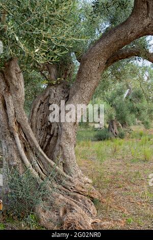 Alter Olivenbaum (Olea europaea) Olive Hof in der Nähe von Ostuni, Apulien (Puglia), Süditalien Stockfoto
