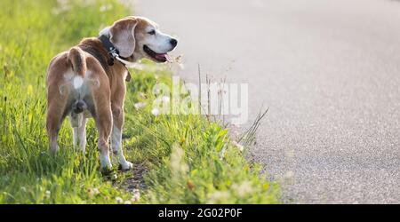 Der wanderende Beagle-Hund steht auf dem grünen Gras in der Nähe des asphaltierten Laufpegels und schaut sich um. Lustige Haustiere Konzept Portrait Bild. Stockfoto