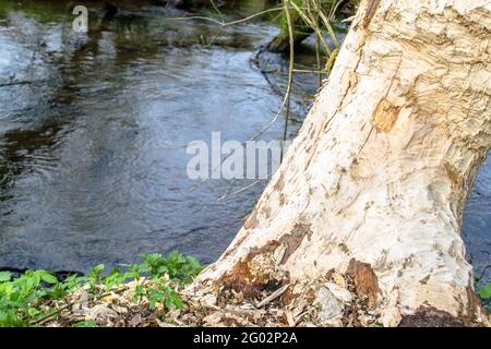 Foto von Baum zerbissen durch Biber über den Fluss Stockfoto