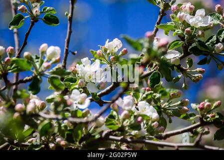 Selektiver Fokus auf Foto. Blühender Apfelbaum/ Stockfoto