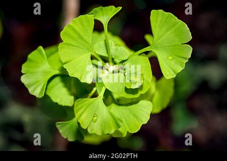 Nahaufnahme der jungen hellgrünen Blätter eines der gingko-Baum wächst im Frühling nach dem Winter wieder Stockfoto