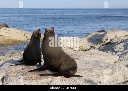 Neuseeländischer Seebär / Neuseeländischer Seehund / Arctocephalus forsteri Neuseeländischer Seebär / Neuseeländischer Seehund / Arctocephalus forsteri Stockfoto