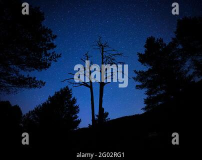 Der symbolische Baum von Pi de les Tres Branques (Kiefer mit drei Zweigen) bei Nacht mit der Milchstraße (Berguedà, Barcelona, Katalonien, Spanien) Stockfoto