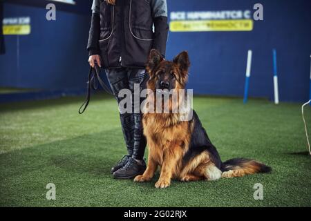 Hundebesitzer hält einen schönen gehorsamen deutschen Schäferhund auf einem Leine Stockfoto