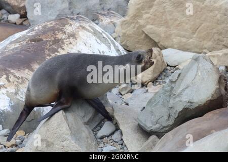 Neuseeländischer Seebär / Neuseeländischer Seehund / Arctocephalus forsteri Stockfoto