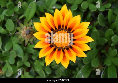 Orange Gazanien Stockfoto