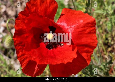 Roter Mohn auf dem Land, natürliche Umgebung Stockfoto