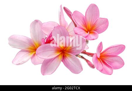 Frangipani oder Plumeria Blume isoliert auf weißem Hintergrund Stockfoto