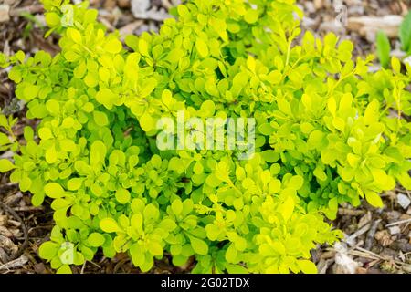 Berberis Golden Horizon Japanischer Berberbeerfrühling Strauch Golden Foliage Stockfoto