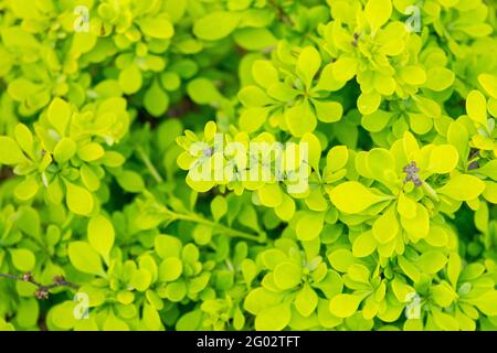 Berberis Golden Horizon Japanische Berberbeere Goldene Blätter Berberis thunbergii Blatt Strauchfrühling Stockfoto