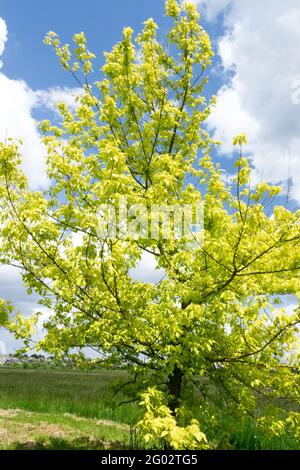 Box Elder Tree Acer Negundo Kellys Gold Ahorn mit Aschenblatt Stockfoto