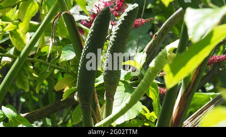 Früchte der Schweizer Käsepflanze wachsen im Garten Stockfoto