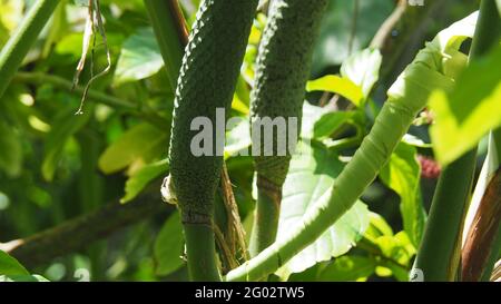 Grüne Früchte und Blätter der Schweizer Käsepflanze oder Monstera deliciosa Stockfoto
