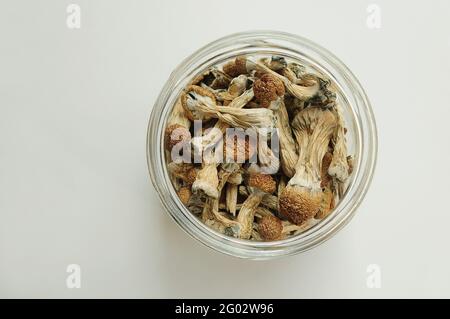 Trockene Psilocybin-Pilze im Glas auf weißem Hintergrund. Psychedelisch, überwältigend, magischer Pilz. Medizinische Anwendung, Wohlbefinden. Mikrodosierkonzept. Stockfoto