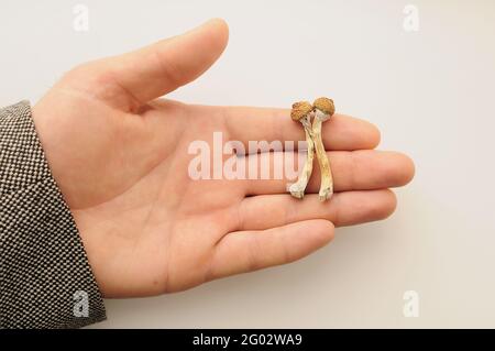 Psilocybe Cubensis Pilze in der Hand des Mannes auf weißem Hintergrund. Psilocybin psychedelische Zauberpilze Golden Teacher. Draufsicht, flach liegend. Mikrodosin Stockfoto