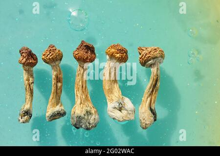 Psilocybin-Pilze auf blauem Hintergrund. Psychedelische Zauberreise, kosmisches Bewusstsein. Getrockneter Psilocybe Cubensis Golden Teacher in Reihe, isoliert, flach Stockfoto