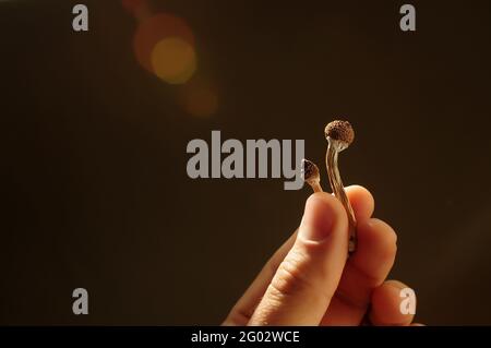 Psilocybin-Pilze in der Hand des Mannes auf schwarzem Hintergrund. Psychedelische Magie Golden Teacher Pilze. Medizinische Verwendung. Mikrodosierkonzept. Stockfoto