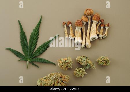 Psychedelischer Ausflug, CBD-Erholung. Mikrodosierkonzept. Getrocknete Psilocybe-Pilze, Cannabisknospen, Marihuanablätter auf Elfenbeingrund. Stockfoto