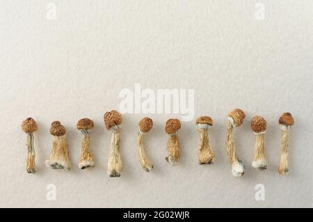 Getrocknete Psilocybin-Pilze auf weißem Hintergrund in Reihe. Psychedelische Psilocybe Cubensis, magische Reise. Medizinische Verwendung. Mikrodosierkonzept. Stockfoto