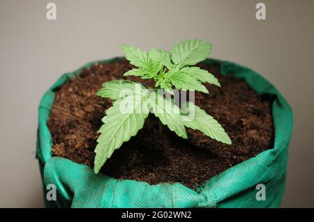 Cannabis sprießt aus der Nähe isoliert auf elfenbeinfarbenem Hintergrund. Frischer junger Marihuana-Keimling wächst im Boden, flach liegend. Wachsendes Konzept. Stockfoto