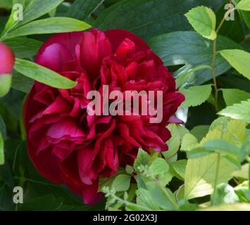 Paeonia Officinalis Rubra Plena, rein schöner und friedlicher Blumenraum Stockfoto