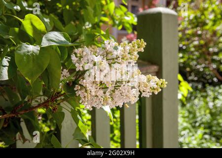 Lila Blüten auf einem Hintergrund aus grünen Blättern. Stockfoto
