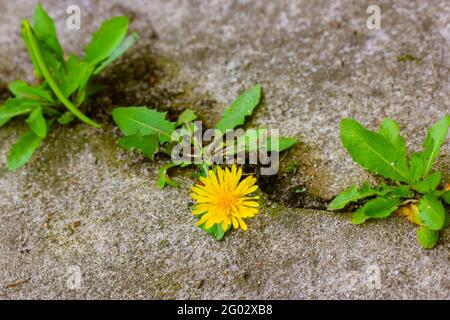 Eine gelbe Nelkenglüte mit grünen Blättern, die aus einem Riss in Beton, Zement, wachsen. Ein Konzept von Wachstum, Überwindung von Schwierigkeiten, Stärke, Hoffnung, sein Stockfoto