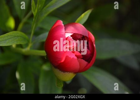 Paeonia Officinalis Rubra Plena, Cambridge, Großbritannien, rein schöner und friedlicher Blumenraum Stockfoto