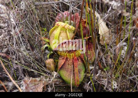Cepalotus follicularis, die westaustralische Krug-Pflanze, in natürlichem Lebensraum