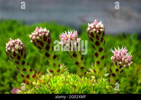 Makro-Bild von sempervivum oder Haus leeks ein winterhart Sukulent über Büste in Blume , selektive Fokus verschwommen Hintergrund Kopie Raum oben Stockfoto