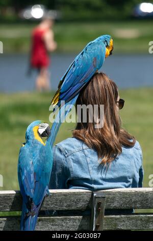 WIMBLEDON LONDON 31 Mai 2021 . Zwei blau-goldene Ara-Papageien (Ara Ararauna) Mikey und Mia genießen am heißesten Tag des Jahres mit Temperaturen von bis zu 25 Grad die Sonne der Feiertage mit ihrem Handler auf dem Wimbledon Common. Credit amer Ghazzal/Alamy Live News Stockfoto